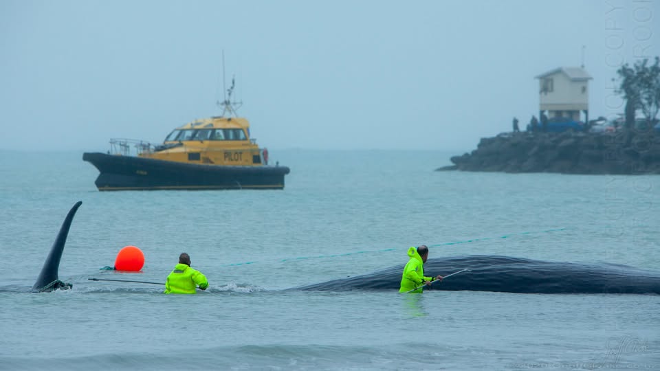 Saving a Whale at Caroline Bay Geoff Cloake