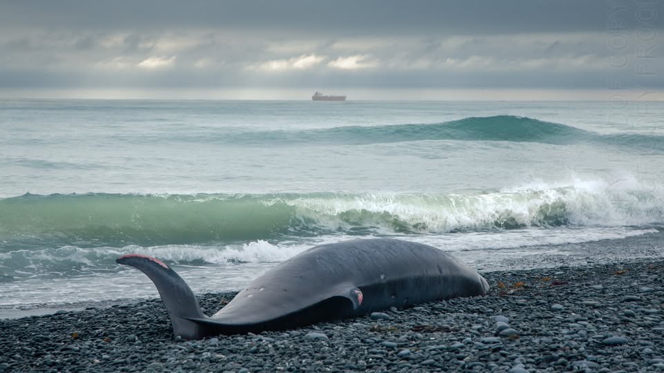 Whale Stranding Patiti Point Geoff Cloake